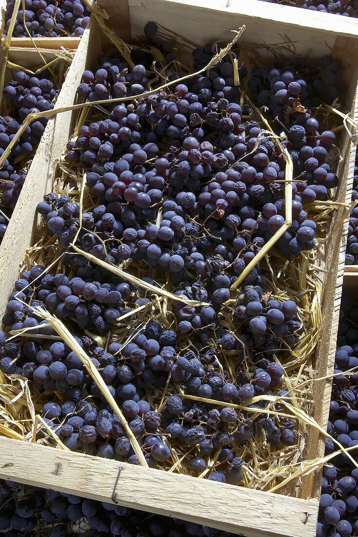 Poulsard grapes on straw for Vin de Paille (straw wine)