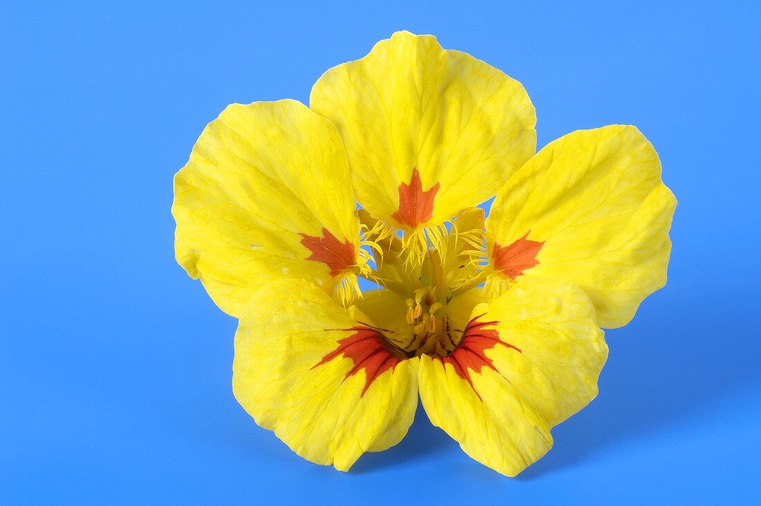 Yellow nasturtium flower