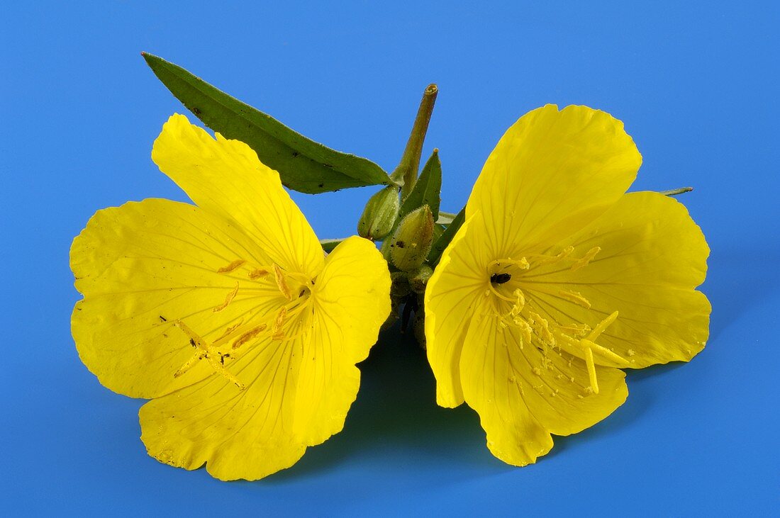 Two evening primrose flowers (Oenothera biennis)