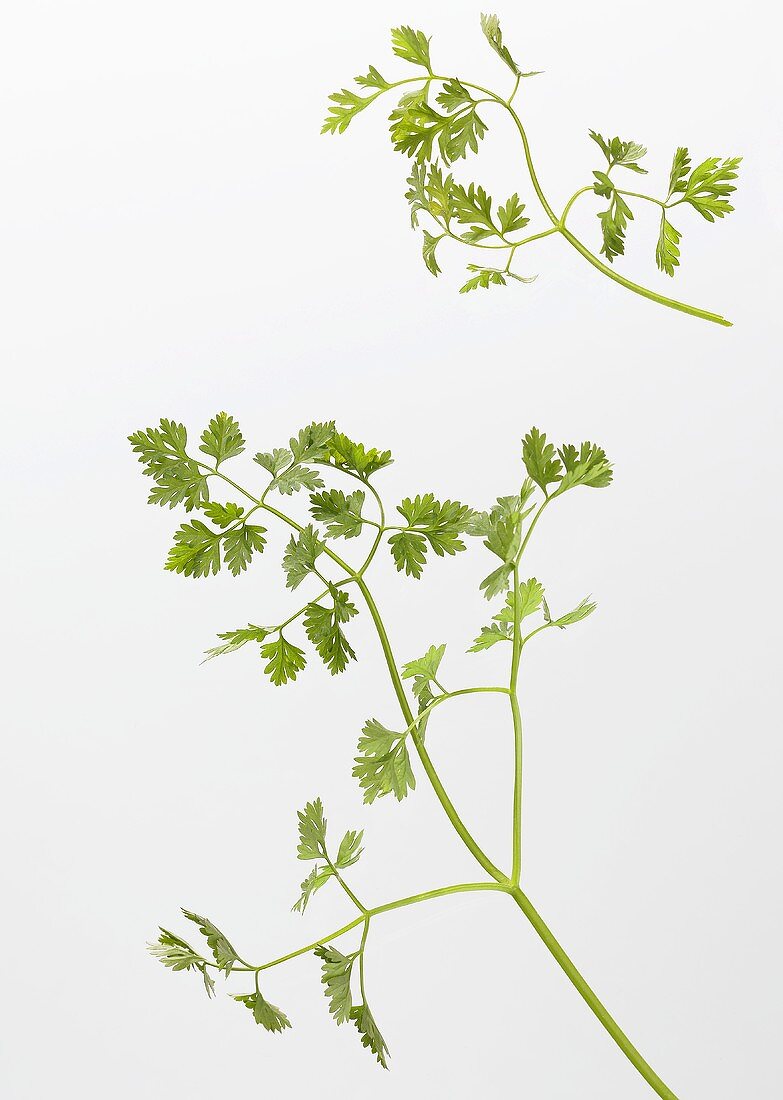 Chervil