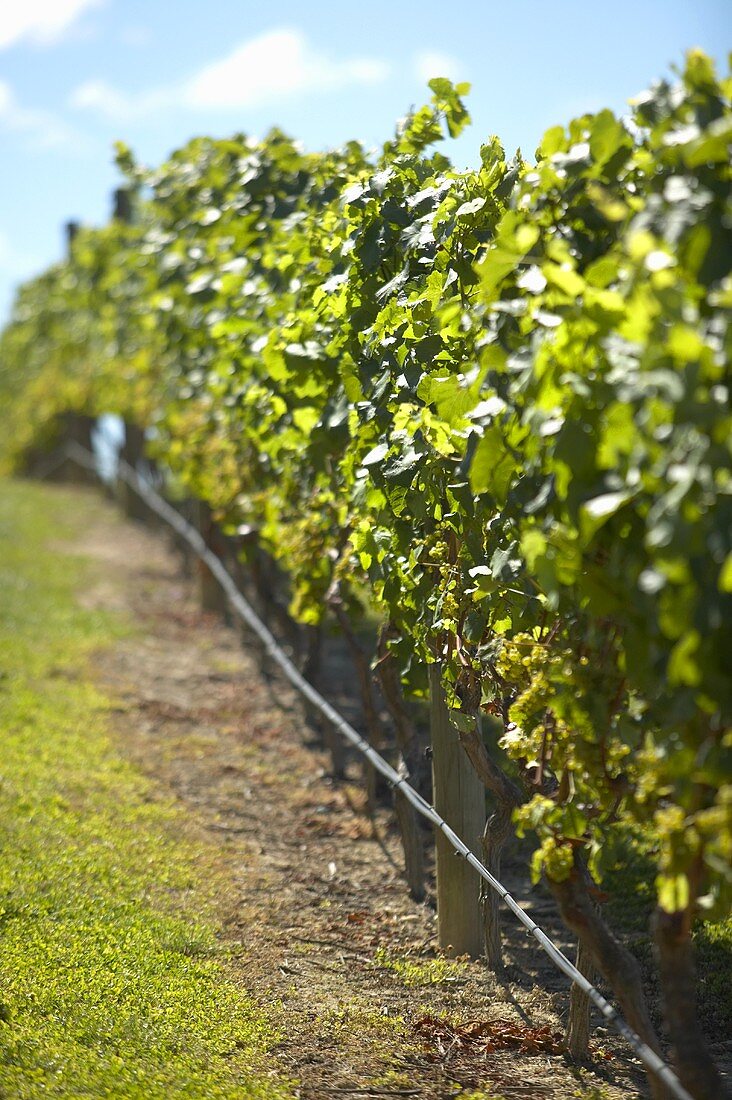 Row of vines in a vineyard in New Zealand