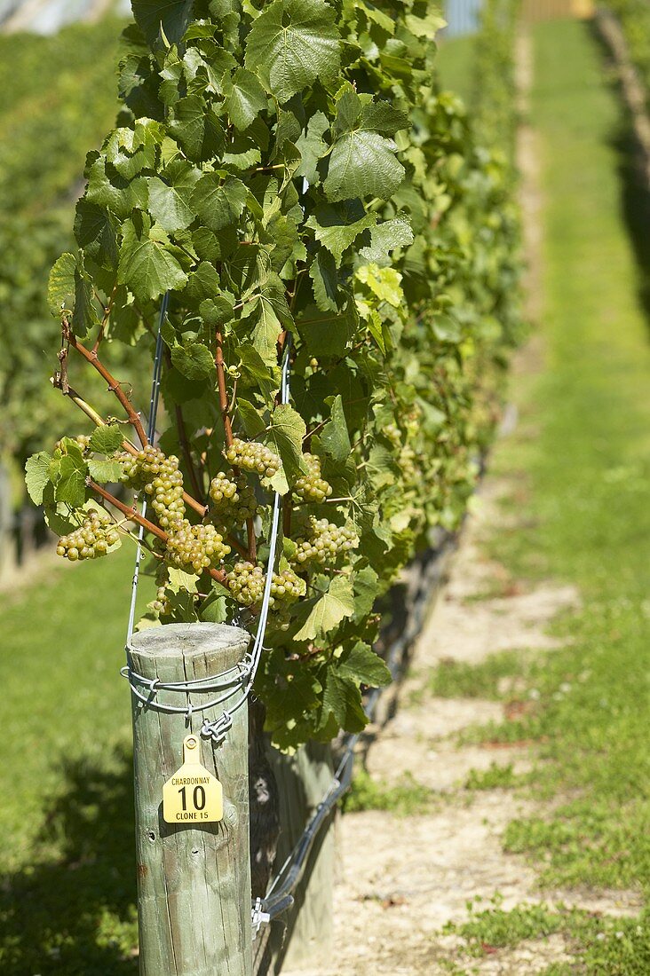 White wine grapes on the vine, New Zealand