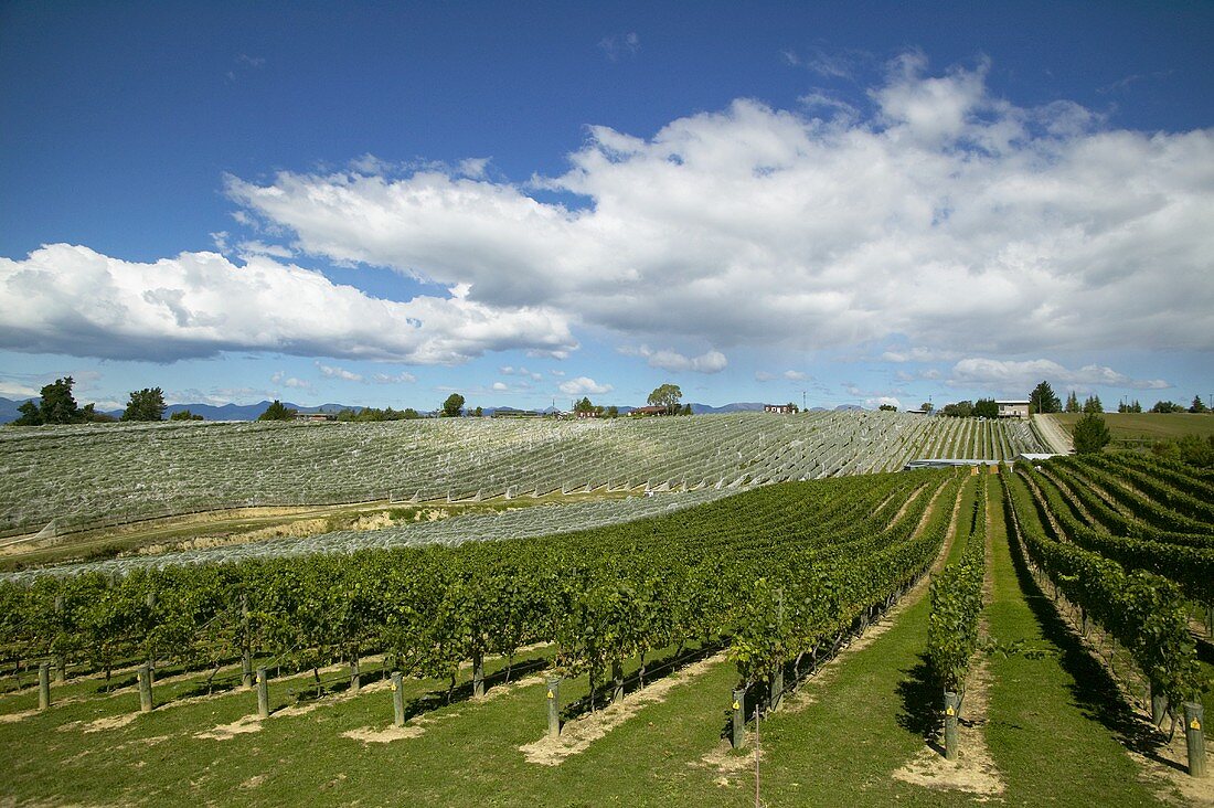 Weinberg im Neuseeland