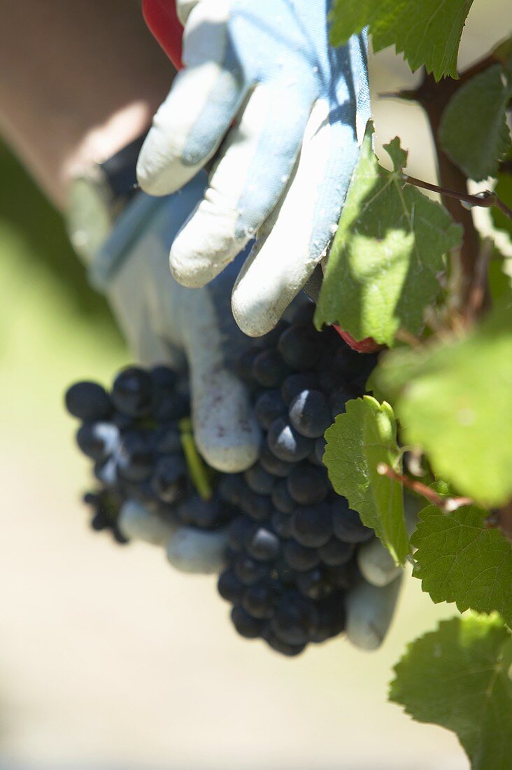 Red wine grapes being picked by hand, New Zealand