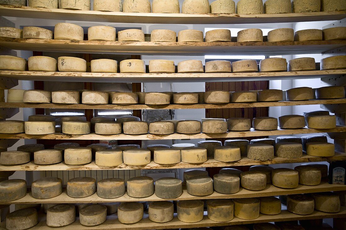 Mojsir cheese in a cheese cellar, Gorizia, Italy