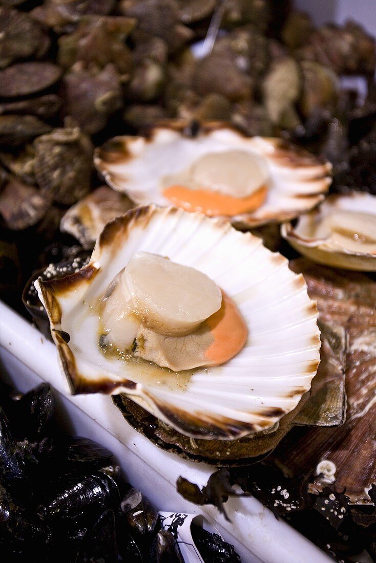 Fresh scallops at a market (Libourne, France)