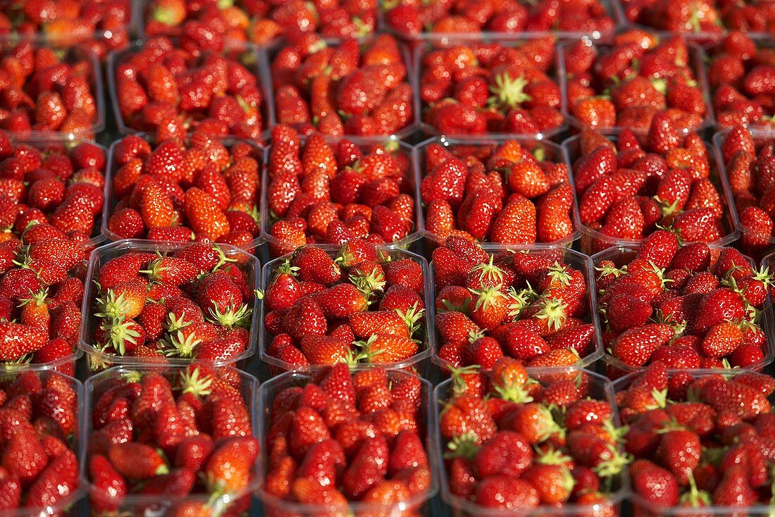 Fresh strawberries in plastic punnets, full-frame