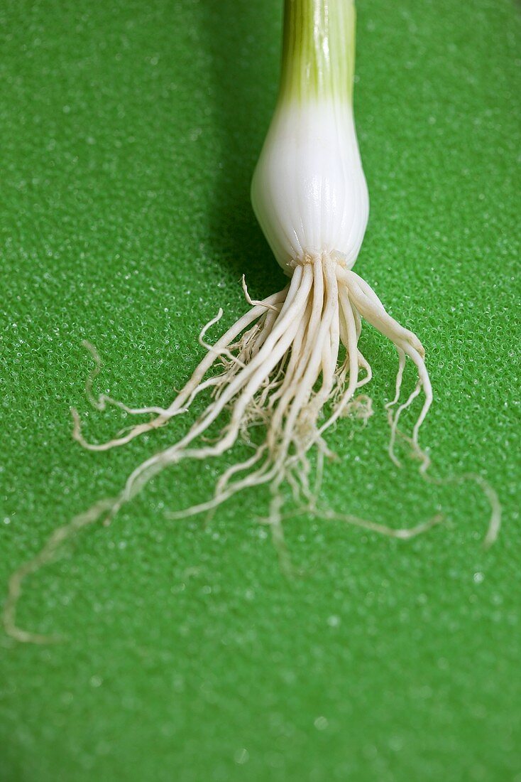 A spring onion