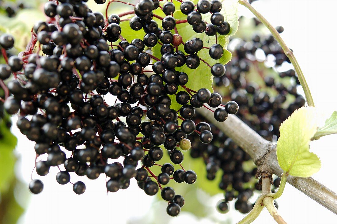 A cluster of elderberries