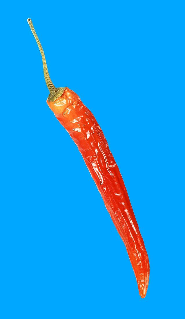 A red chilli
