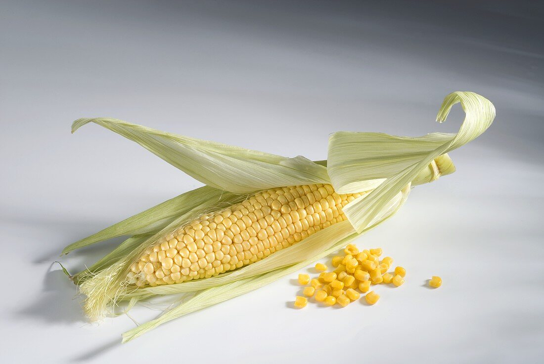A fresh cob of corn with the husks partly removed, corn kernels