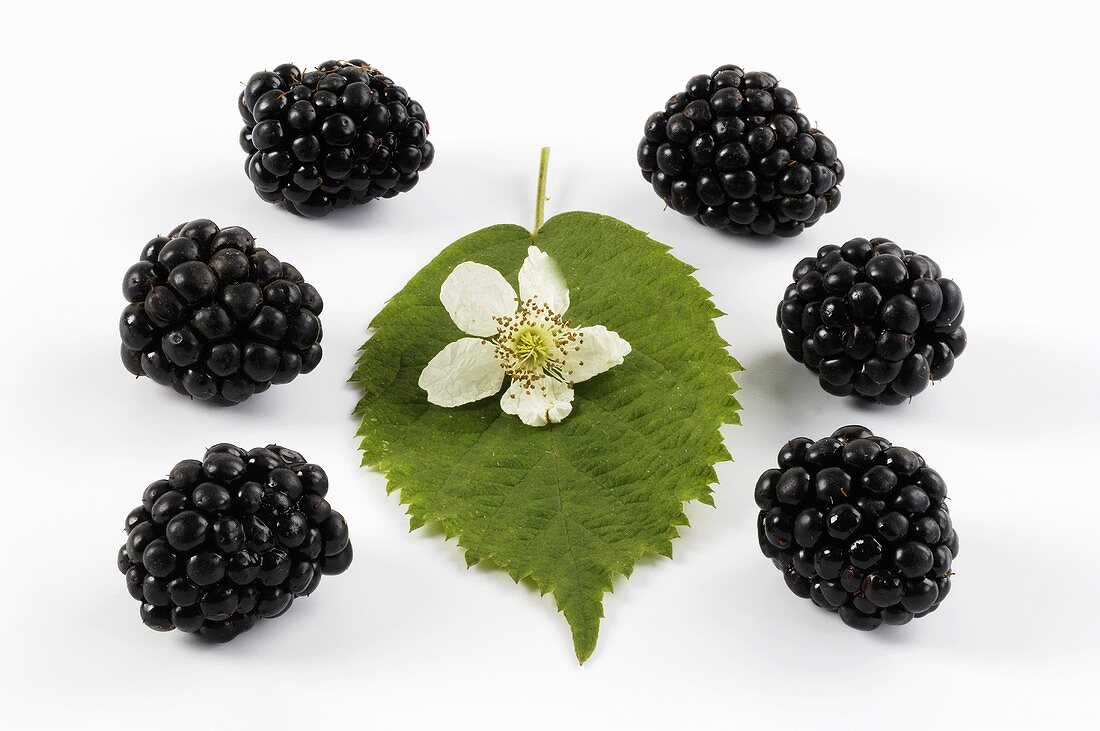 Several blackberries, blackberry flower and blackberry leaf
