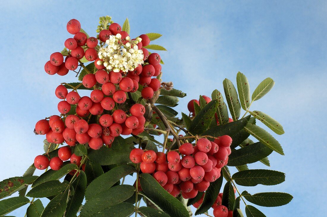 Rowan berries