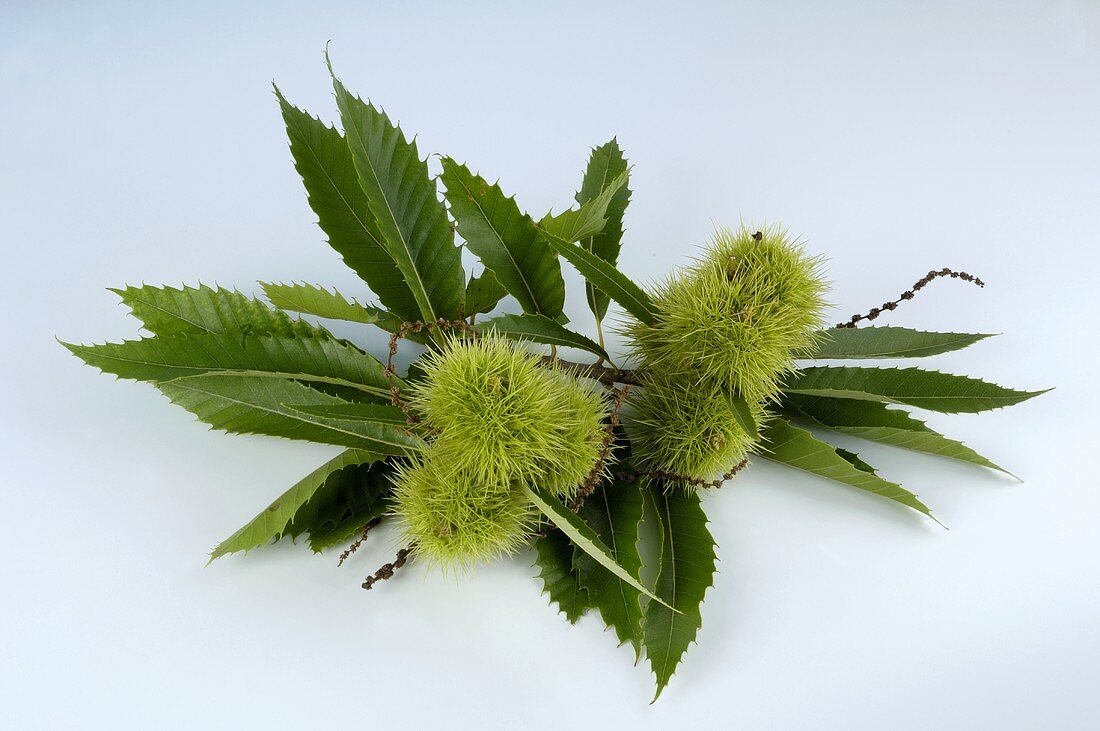 Sweet chestnuts in their prickly cases with leaves