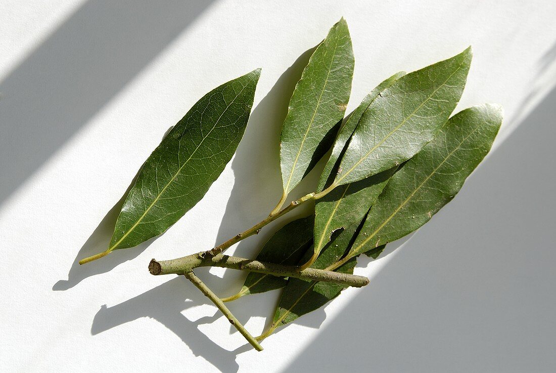 Mehrere frische Lorbeerblätter