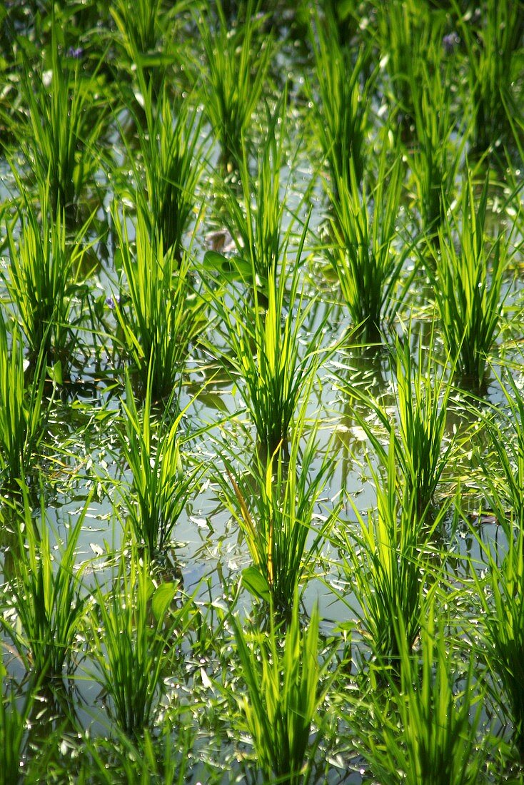 Ein grünes Reisfeld (Nahaufnahme)