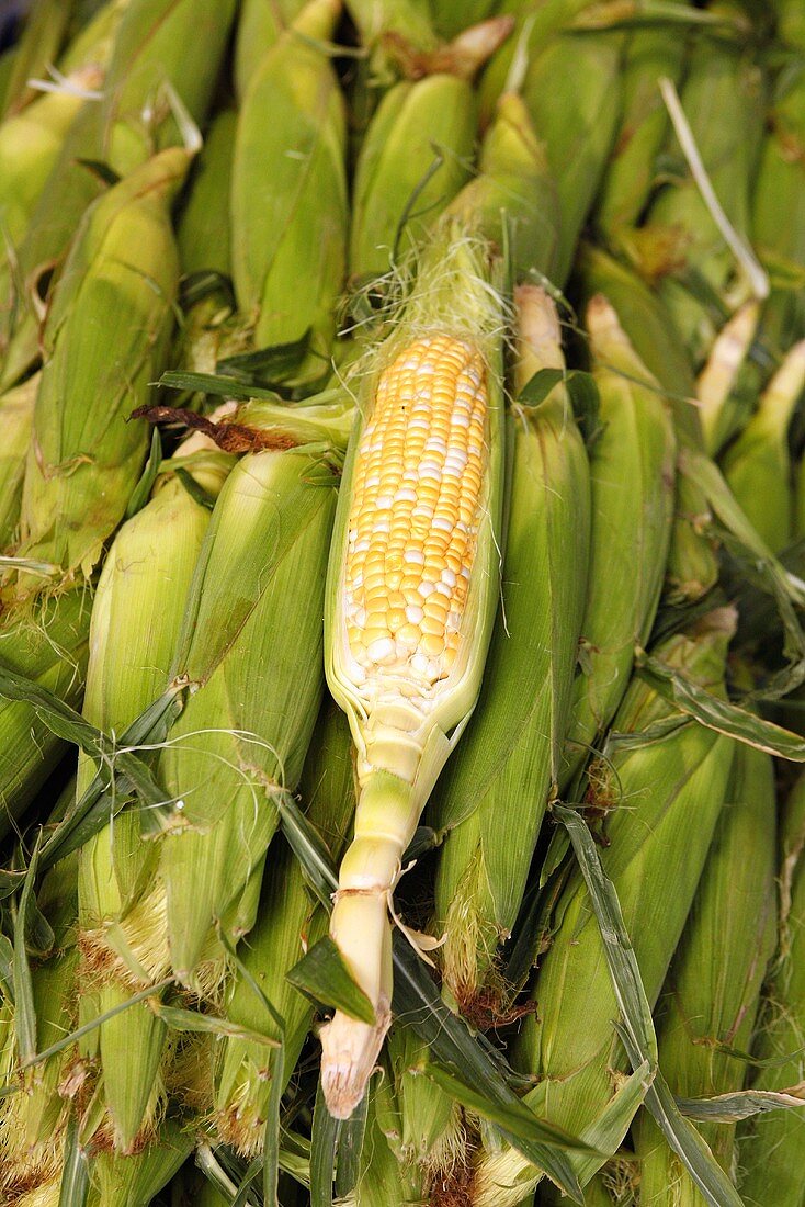 Freshly harvested corn on the cob