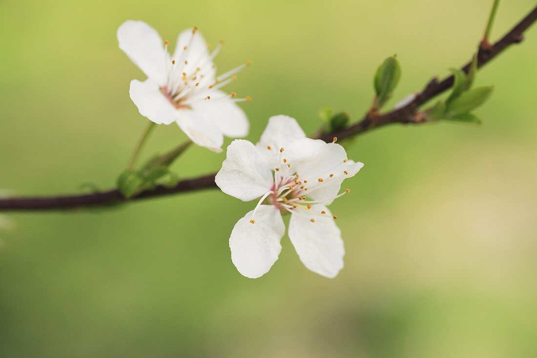 White cherry blossom