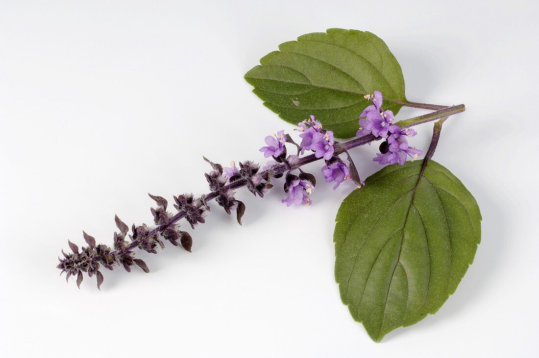 Basil flower spike