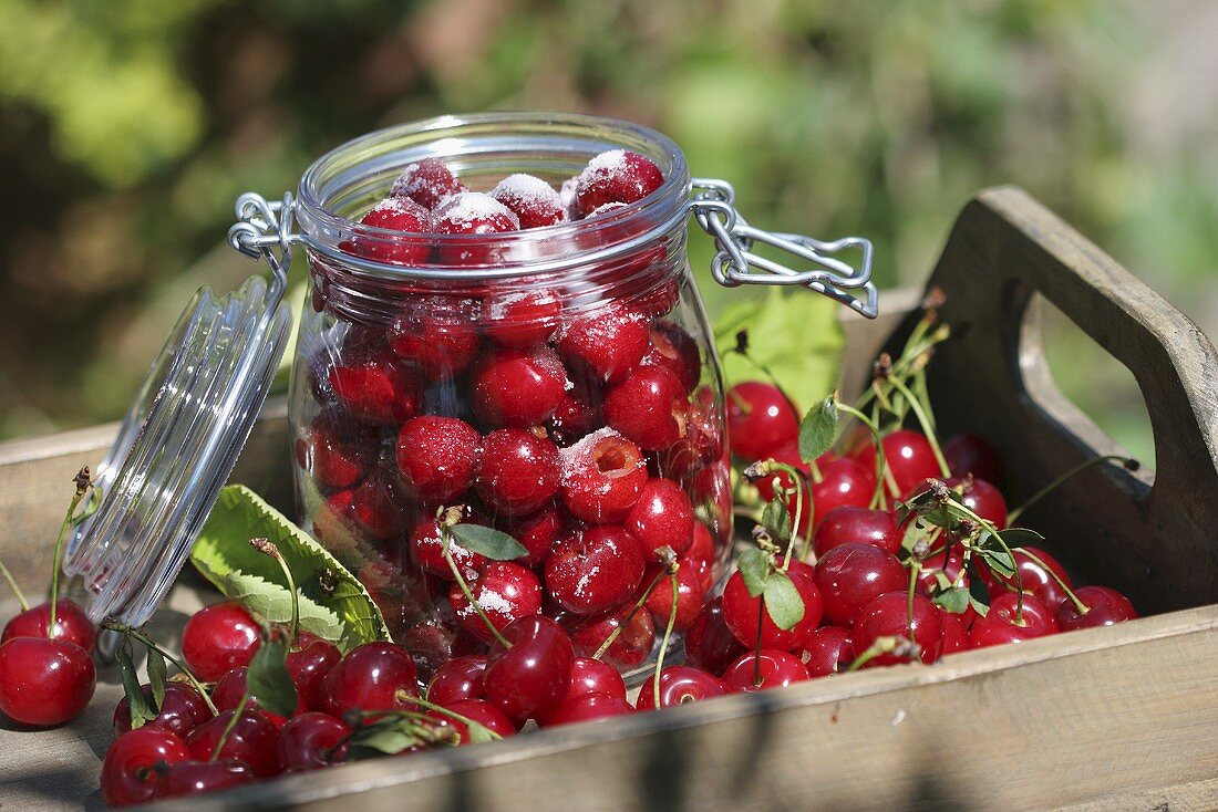 Sugared cherries in jar, fresh cherries beside it