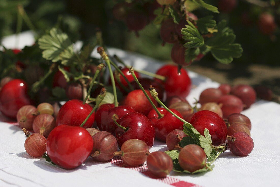 Cherries and gooseberries