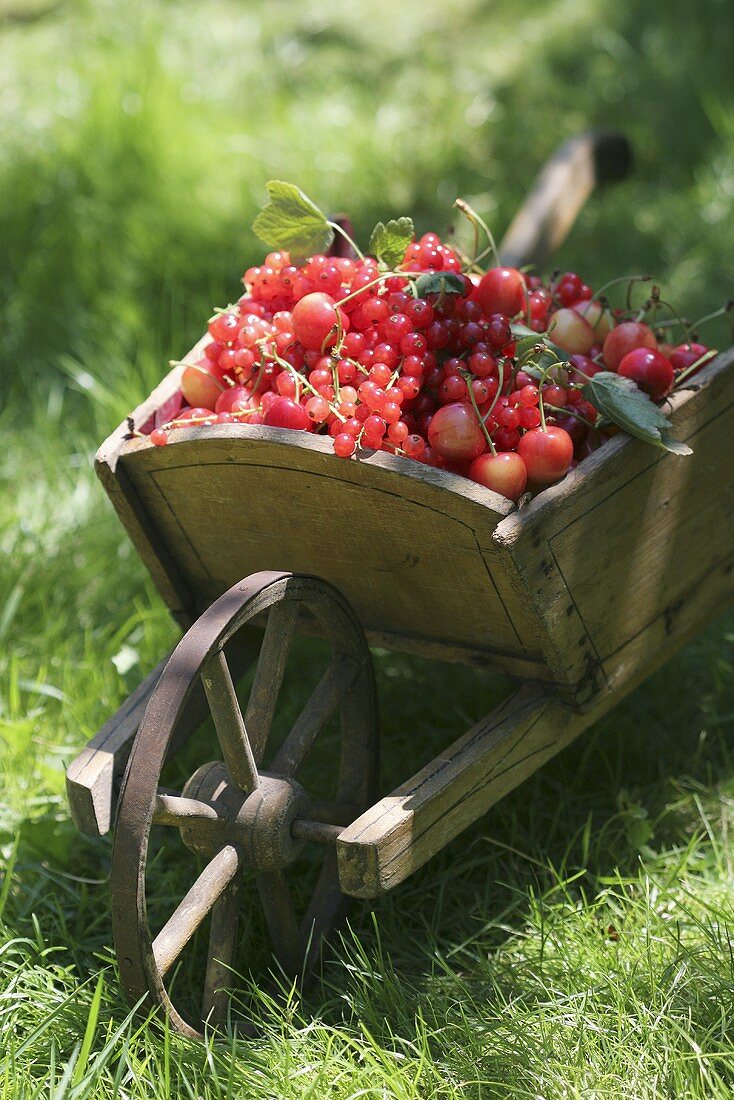 Schubkarre voll Beeren und Kirschen