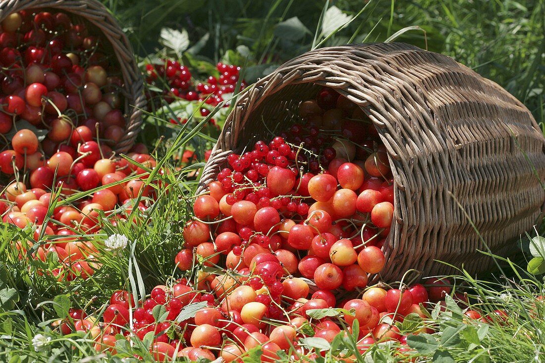 Umgefallene Körbe voll Kirschen und Roten Johannisbeeren