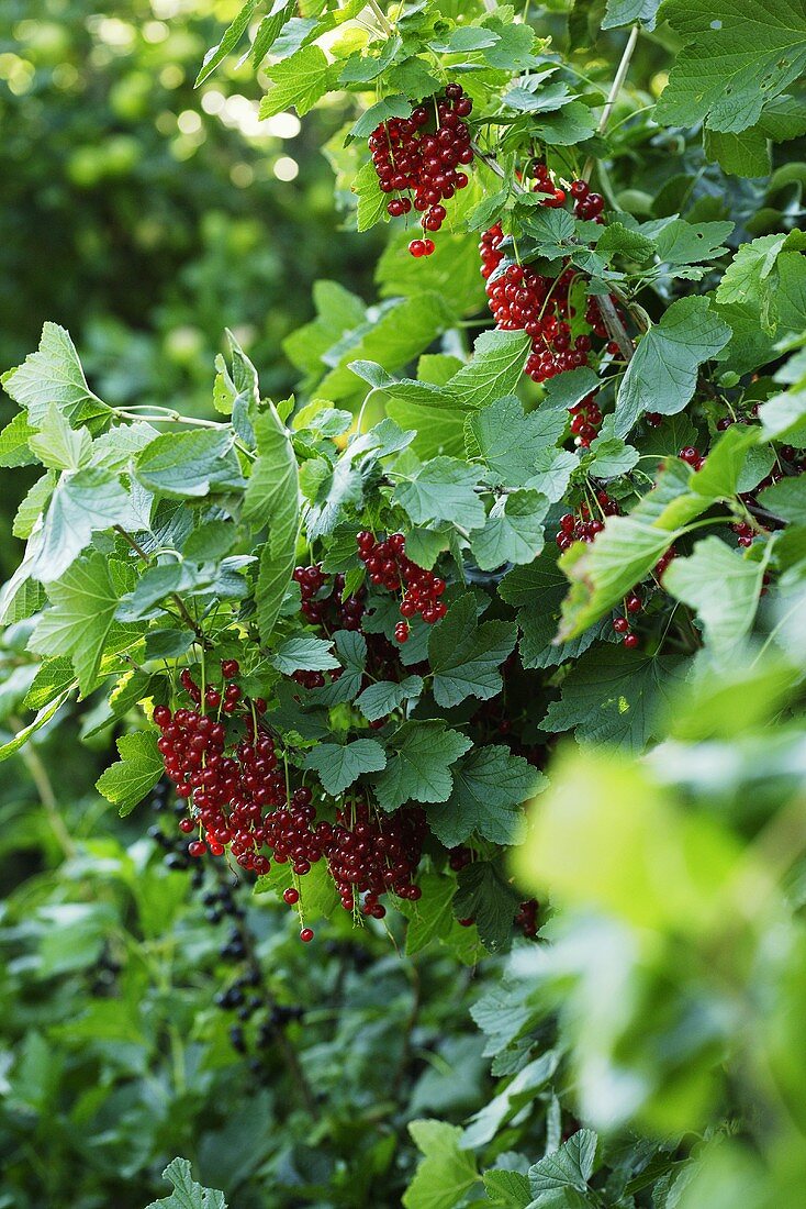 Rote Johannisbeeren am Strauch