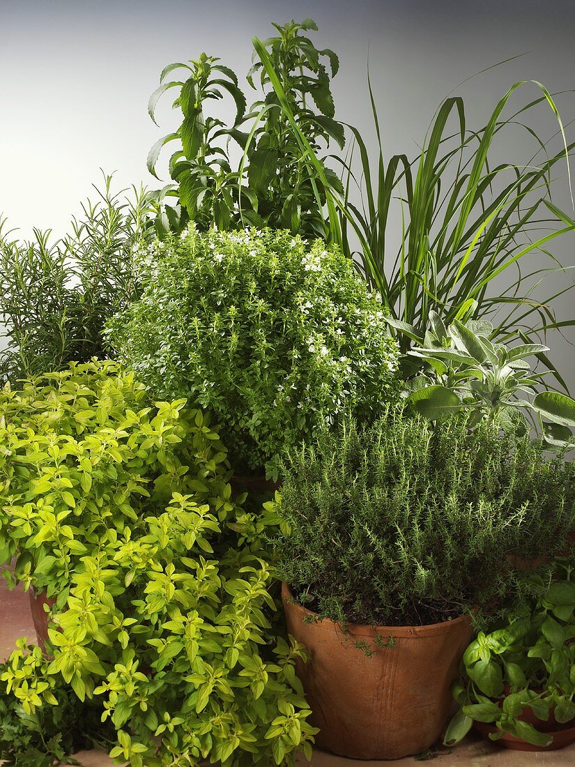 Various herbs and plants in pots
