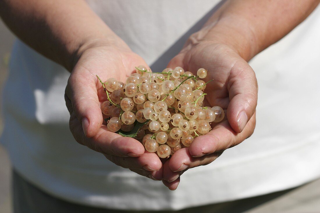 Hands full of white currants