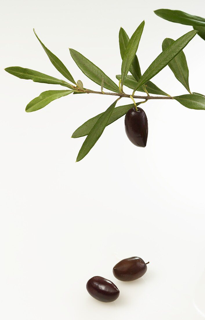 Olivenzweig mit schwarzen Oliven