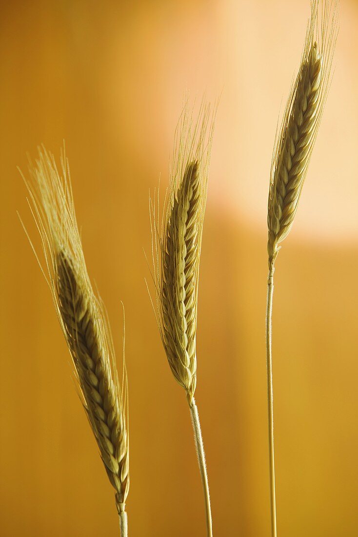 Three Dried Wheat Stalks