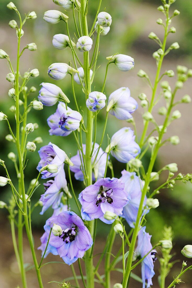 Delphiniums in a garden