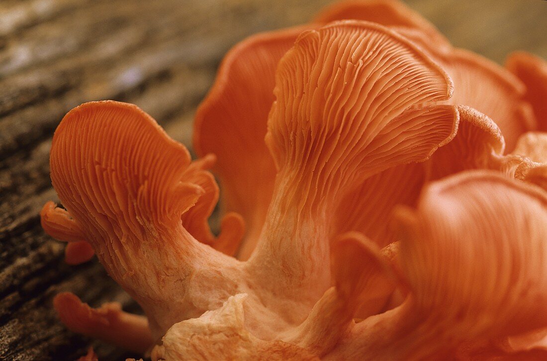 Pink oyster mushrooms (close-up)