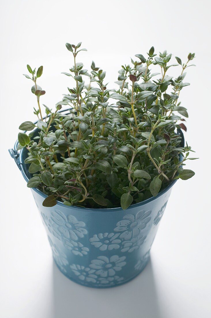 Thyme in flowerpot