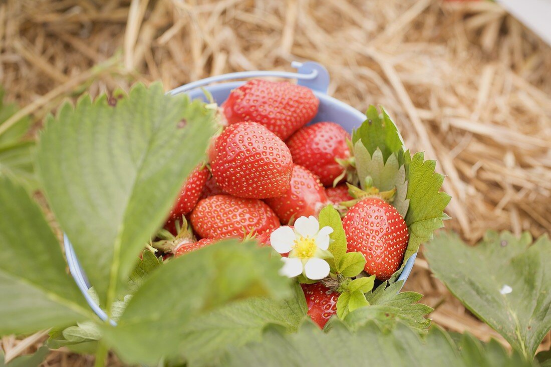 Frische Erdbeeren im Eimer auf einem Erdbeerfeld