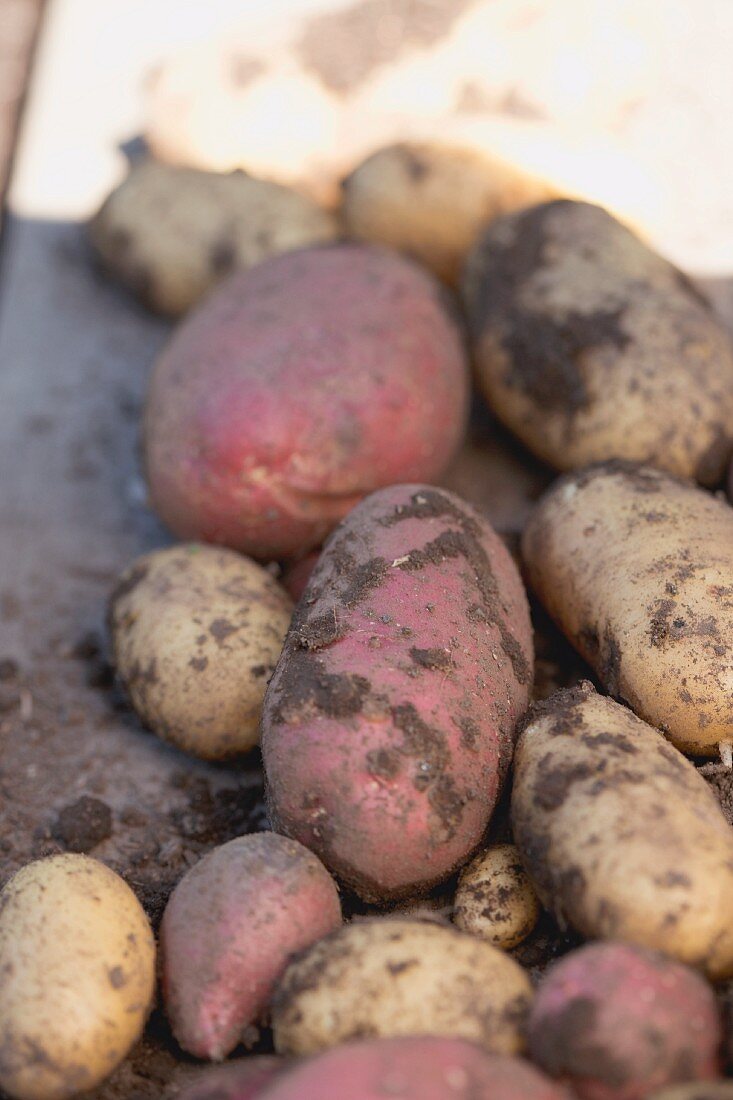 Frisch geerntete Kartoffeln mit Erde