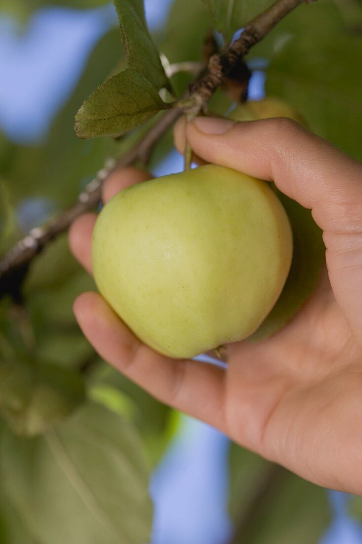 Hand greift nach Apfel am Zweig