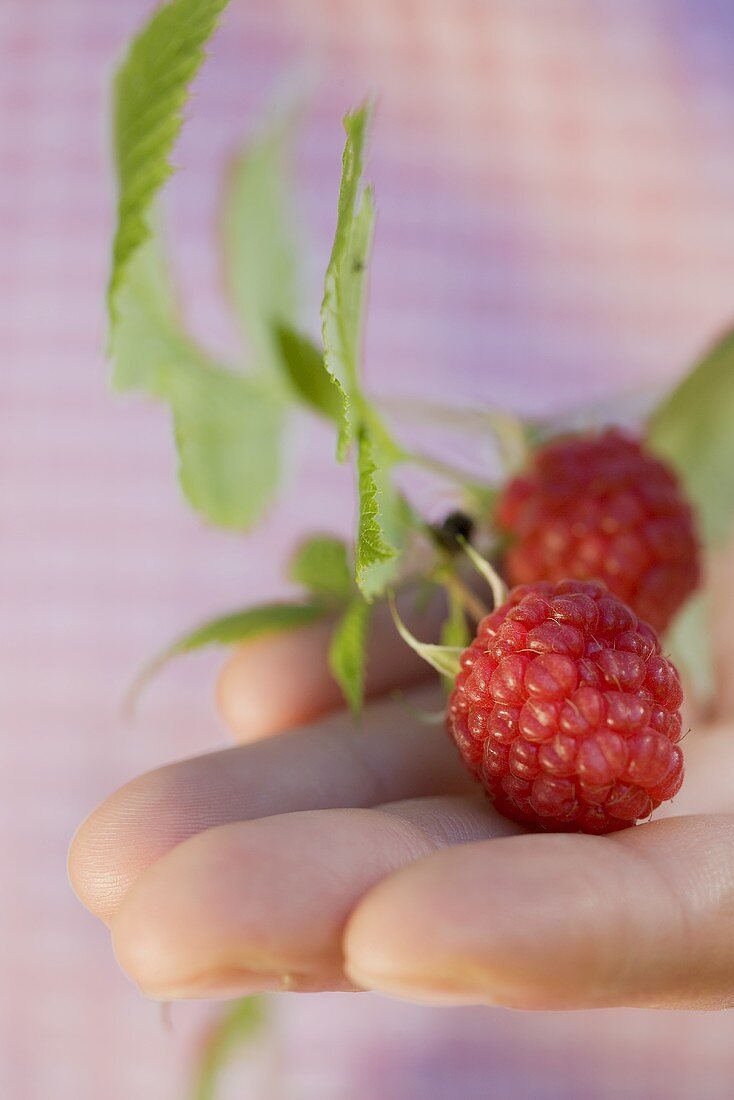 Hand holding raspberries