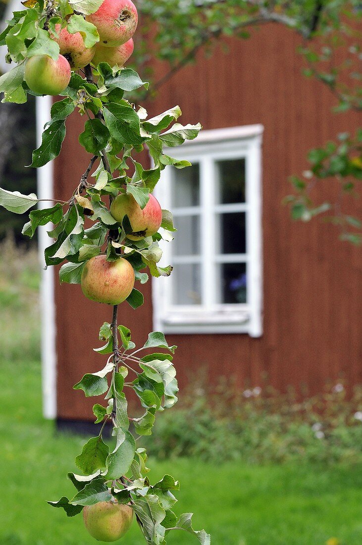 Apples on bough in front of red house in Sweden
