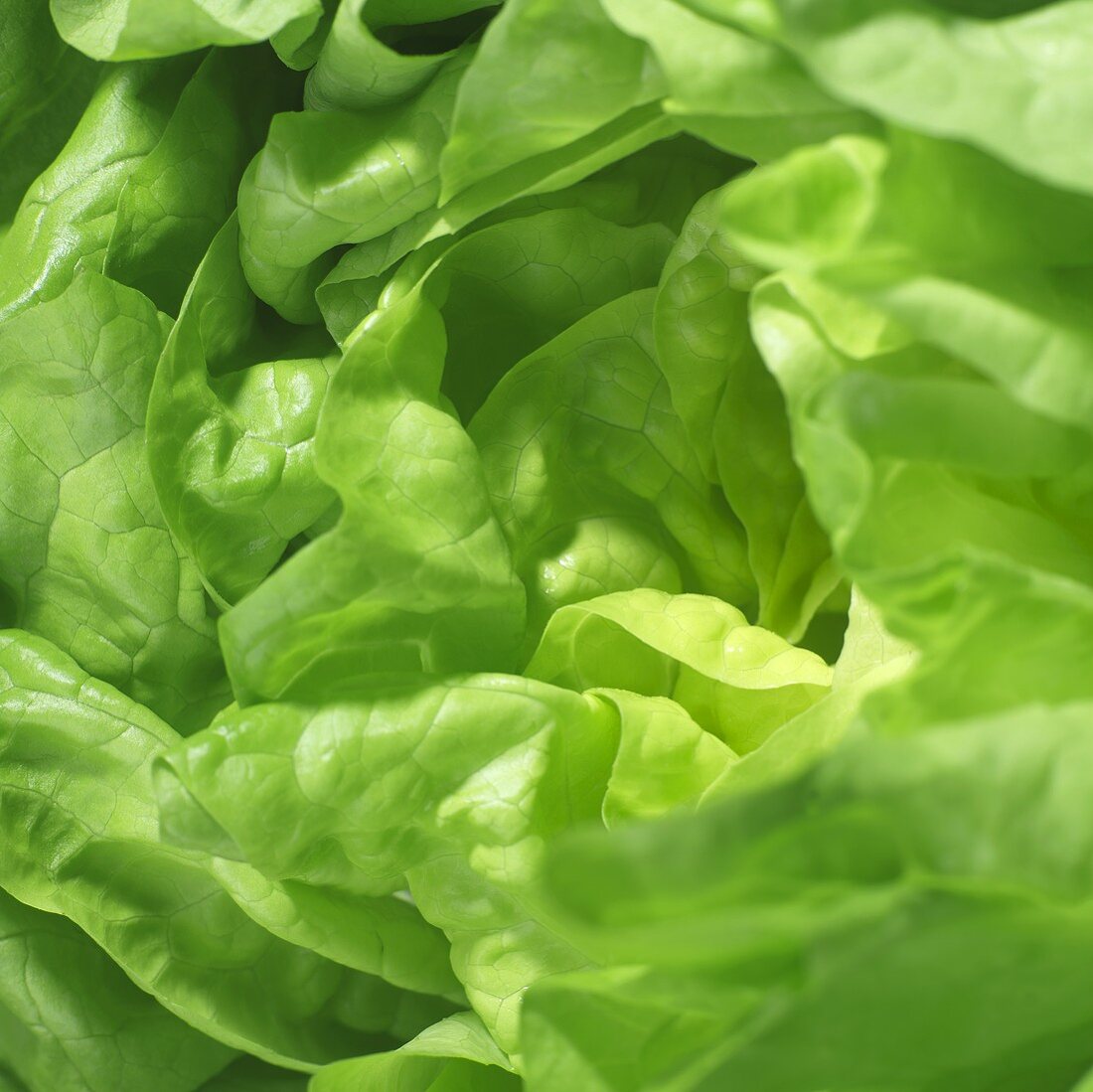 Lettuce (close-up)