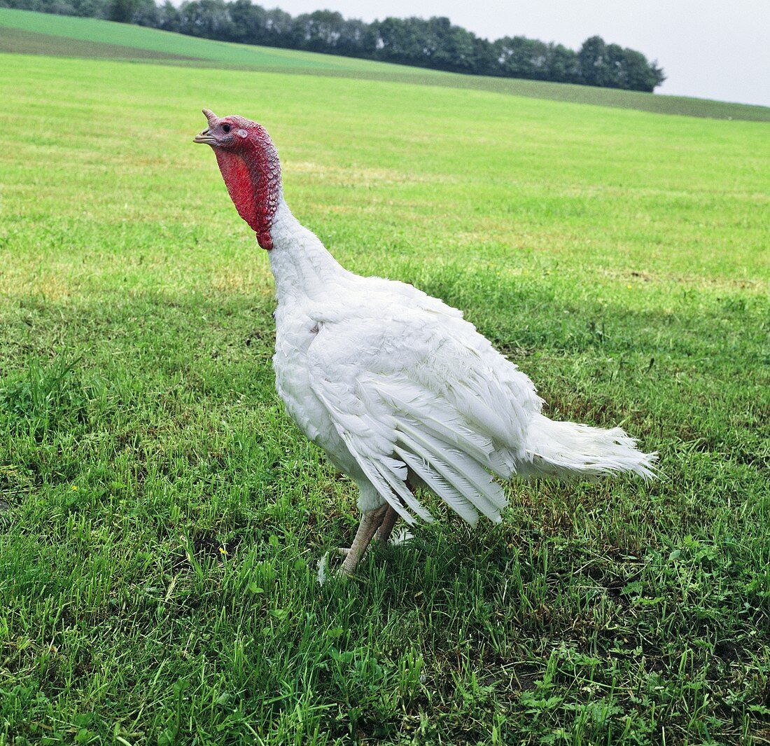 A turkey in a field