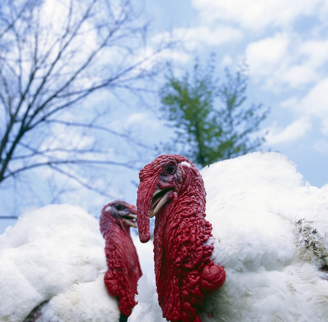 Two turkeys outside
