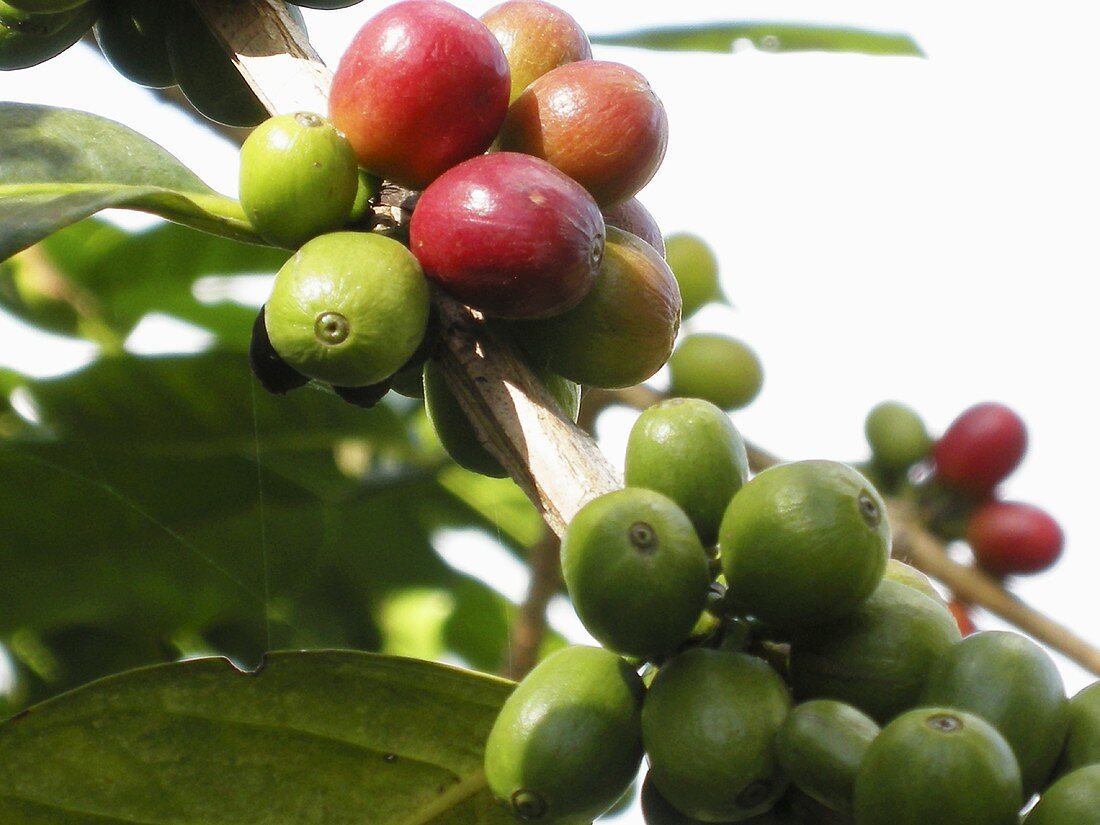 Kaffeekirschen am Strauch