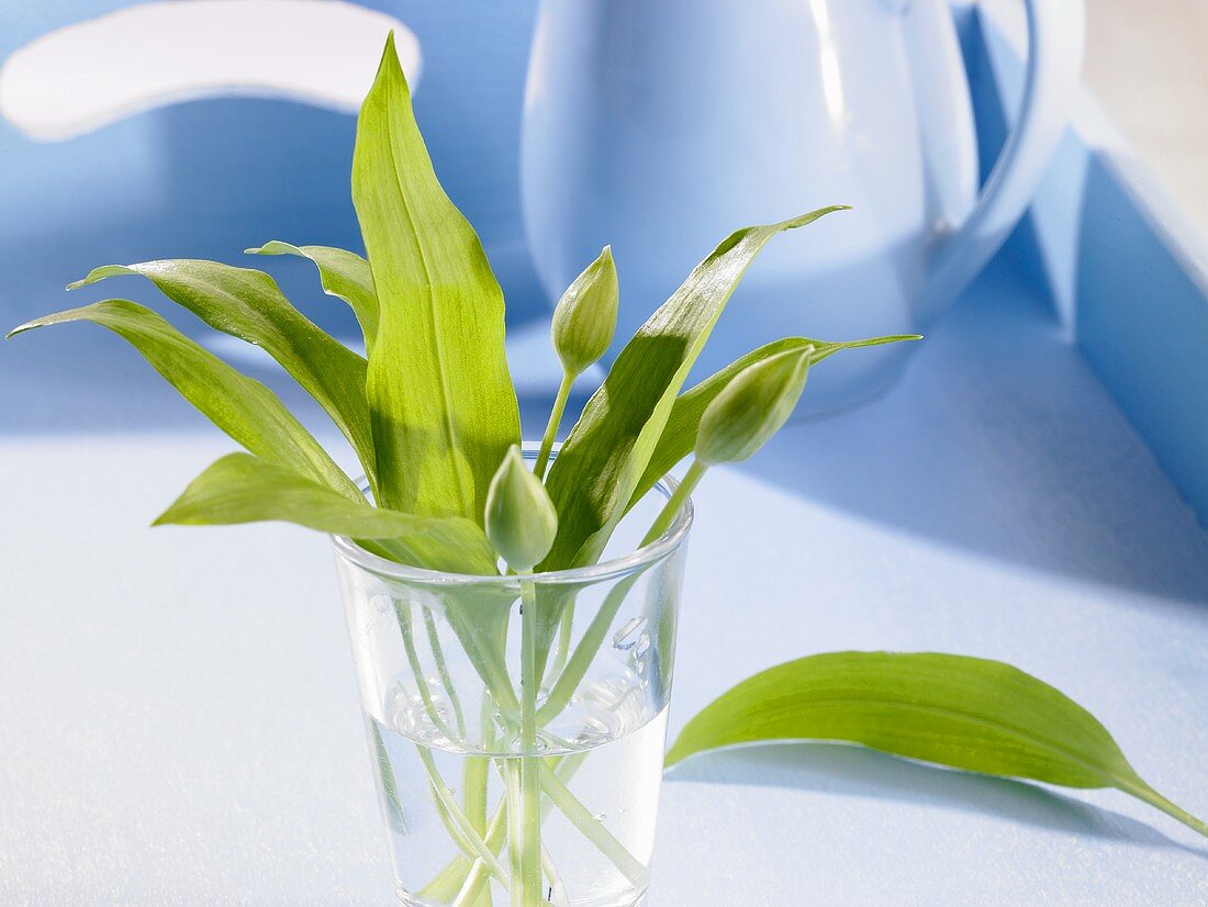 Ramsons (wild garlic) leaves in glass of water