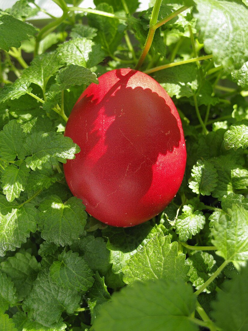 Red Easter egg among lemon balm leaves