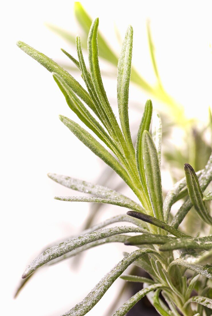 Sprig of lavender (close-up)