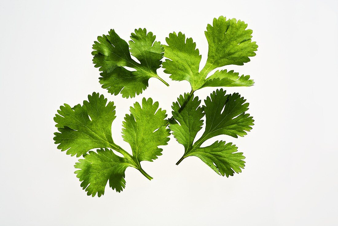 Several coriander leaves