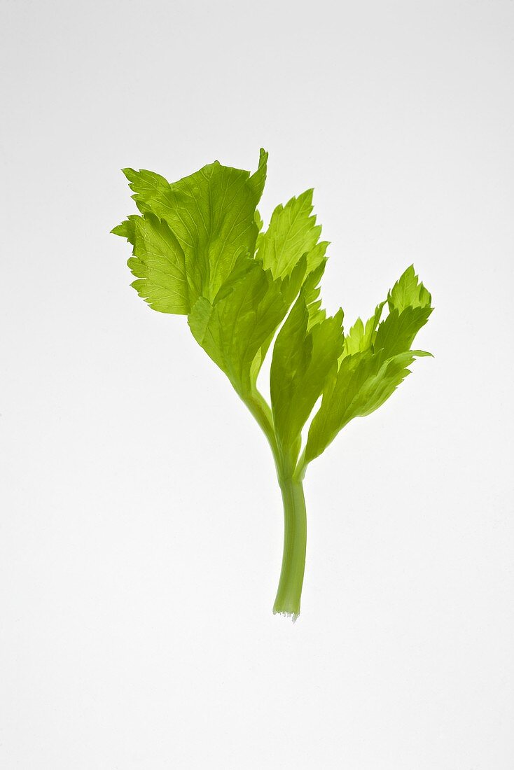 Celery leaf