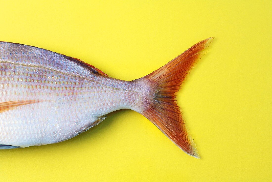 Tail fin of a common pandora